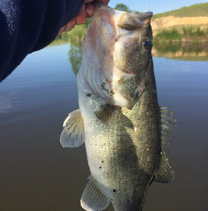 Meet your Posher, Jackson